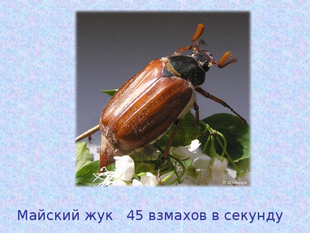 Таблица биология 8 класс майский жук
