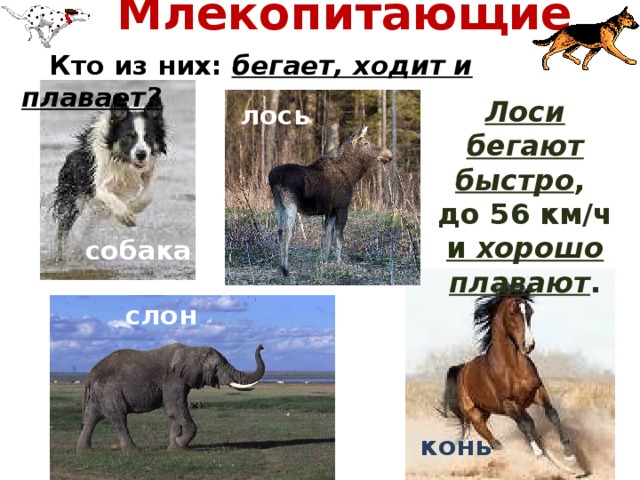 Скорость лося км ч