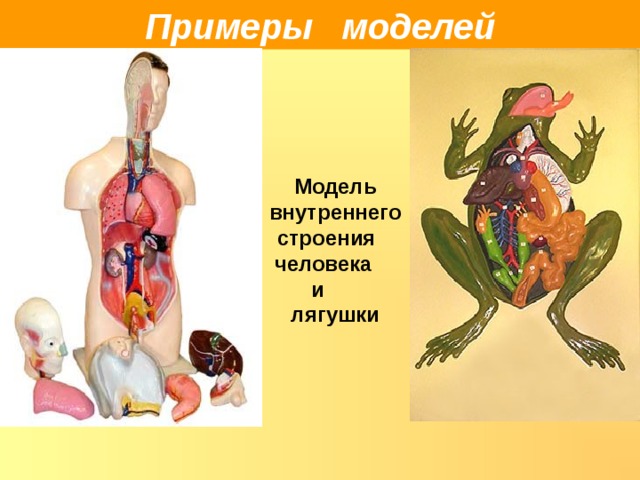 Примеры моделей Модель внутреннего строения человека и лягушки 