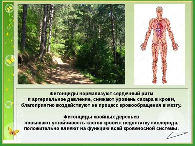  Фитонциды нормализуют сердечный ритм и артериальное давление, снижают уровень сахара в крови, благоприятно воздействуют на процесс кровообращения в мозгу.  Фитонциды хвойных деревьев повышают устойчивость клеток крови к недостатку кислорода, положительно влияют на функцию всей кровеносной системы. 