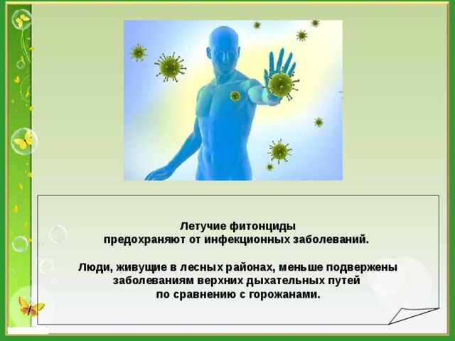   Летучие фитонциды предохраняют от инфекционных заболеваний.  Люди, живущие в лесных районах, меньше подвержены заболеваниям верхних дыхательных путей по сравнению с горожанами.  