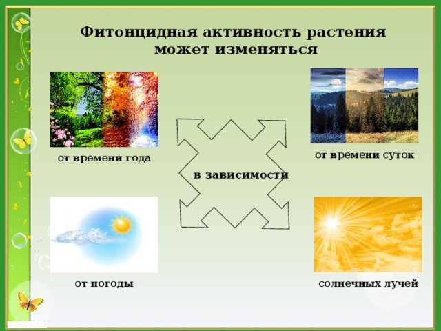 Фитонцидная активность растения может изменяться  от времени суток   от времени года   в зависимости   от погоды  солнечных лучей   