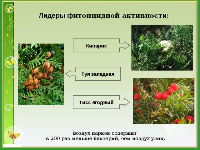 Лидеры ф итонцидной активност и :  Кипарис Туя западная Тисс ягодный В оздух парков содержит в 200 раз меньше бактерий,  чем воздух улиц. 