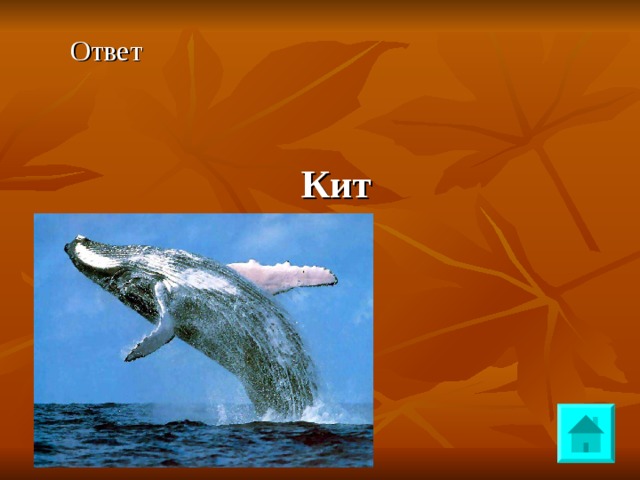 Ответ Кит  