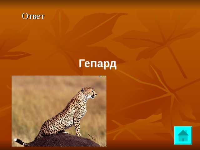 Ответ  Гепард 