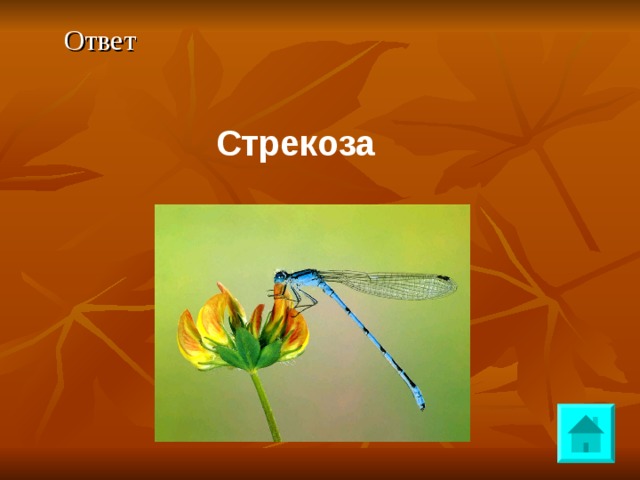 Ответ  Стрекоза 