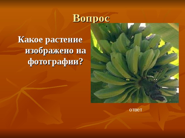 Вопрос Какое растение изображено на фотографии? ответ 