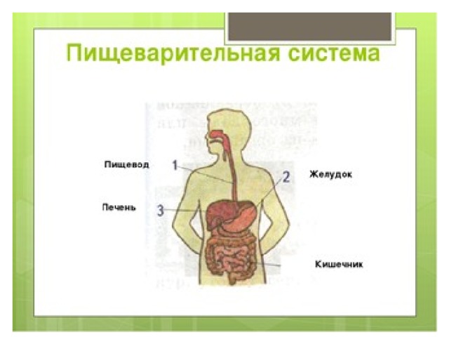 Окружающий мир система 4 класс. Пищеварительная система человека схема 3 класс окружающий мир. Органы пищеварительной системы человека 3 класс. Схема пищеварительной системы человека 3 класс. Пищеварительная система человека схема для детей.