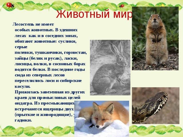  Животный мир  Лесостепь не имеет  особых животных. В здешних лесах  как и в соседних зонах, обитают животные: суслики, серые  полевки, тушканчики, горностаи, зайцы (беляк и русак), ласки, лисицы, волки, в сосновых борах  водятся белки. В последние годы сюда из северных лесов переселились лоси и сибирские косули.  Прижилась завезенная из других краев для промысловых целей ондатра. Из пресмыкающихся  встречаются ящерицы двух видов (прыткие и живородящие), ужи и гадюки.    