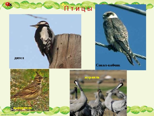 П т и ц ы дятел  Сокол-кобчик журавль жаворонок 