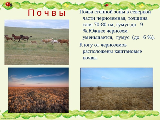 Степь почвы растения животные. Чернозем в степи России. Почвы степи. Почвы Степной зоны. Степь природная зона.