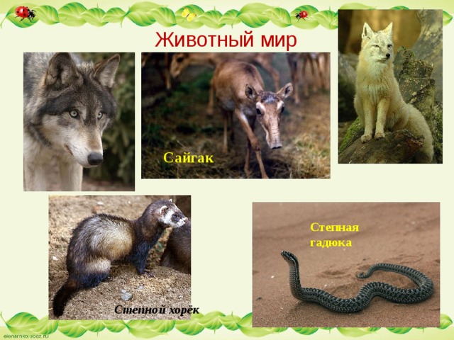 Животный мир Сайгак Степная гадюка Степной хорёк 