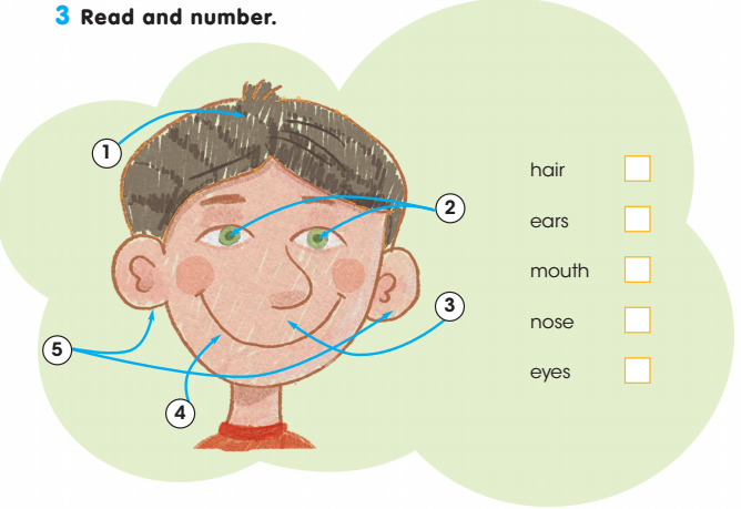Нос рот голова уши. Лицо (часть тела). Части лица на английском для детей. Части лица по английскому языку для детей 2 класса. Face для детей на английском.