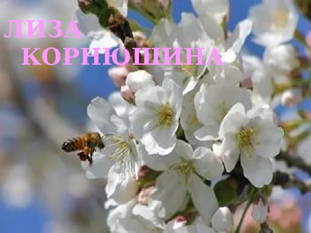 ЛИЗА  КОРНЮШИНА 