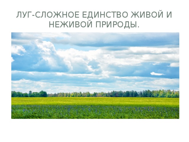 Лес сложное единство живой и неживой природы. Что такое сложное единство живой и неживой природы. Луг сложное единство. Лес луг водоем единство живой и неживой природы. Лес, луг, водоём- это сложное единство живой и неживой природы..