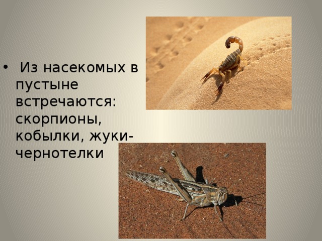  Из насекомых в пустыне встречаются: скорпионы, кобылки, жуки-чернотелки 