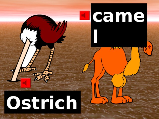 camel Ostrich