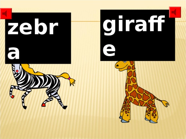 giraffe zebra