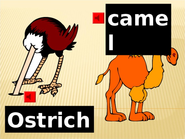 camel Ostrich
