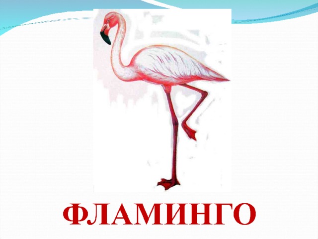 Фламинго проект 5 класс
