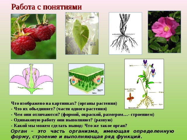 Одинаковое строение