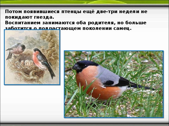 Потом появившиеся птенцы ещё две-три недели не покидают гнезда. Воспитанием занимаются оба родителя, но больше заботится о подрастающем поколении самец. 