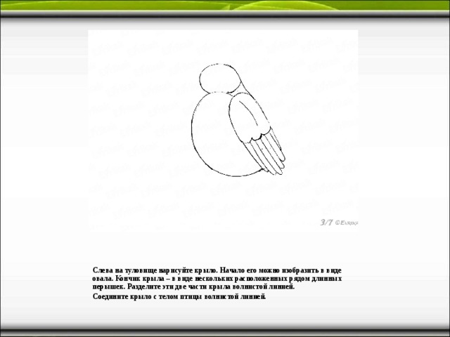 Слева на туловище нарисуйте крыло. Начало его можно изобразить в виде овала. Кончик крыла – в виде нескольких расположенных рядом длинных перышек. Разделите эти две части крыла волнистой линией. Соедините крыло с телом птицы волнистой линией.  