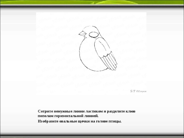 Сотрите ненужные линии ластиком и разделите клюв пополам горизонтальной линией. Изобразите овальные щечки на голове птицы.  