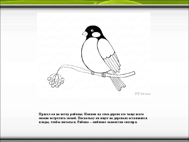Присел он на ветку рябины. Именно на этом дереве его чаще всего можно встретить зимой. Поскольку он ищет на деревьях оставшиеся плоды, чтобы питаться. Рябина – любимое лакомство снегиря. 
