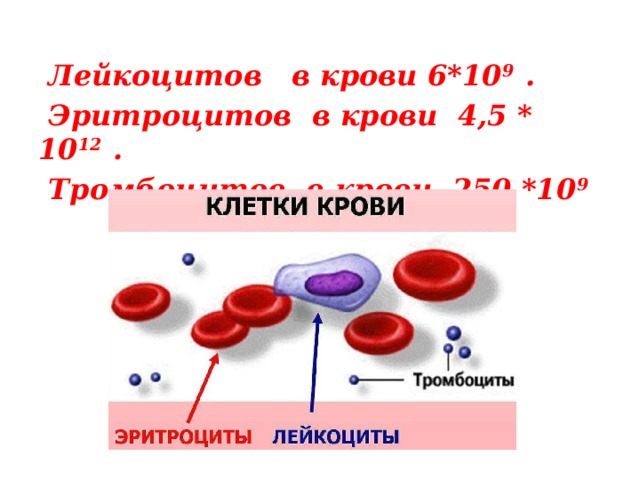 Ширина эритроцитов повышена