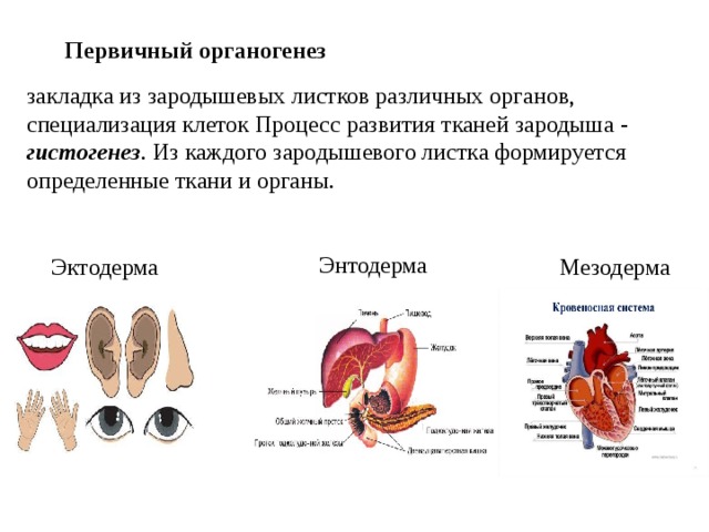 Первичный органогенез закладка из зародышевых листков различных органов, специализация клеток Процесс развития тканей зародыша - гистогенез . Из каждого зародышевого листка формируется определенные ткани и органы. Энтодерма Эктодерма Мезодерма 