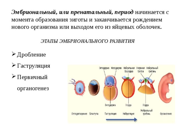 Появление яйцевых оболочек. Эмбриональный период развития начинается. Эмбриональный этап онтогенеза начинается с. Схема эмбрионального развития человека. Дробление гаструляция органогенез стадии.