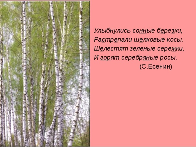 Улыбнулись со нн ые б е ре з ки, Ра с тр е пали ш е лковые косы. Ш е лестят зеленые сере ж ки, И гор ят серебр ян ые росы.  (С.Есенин) 