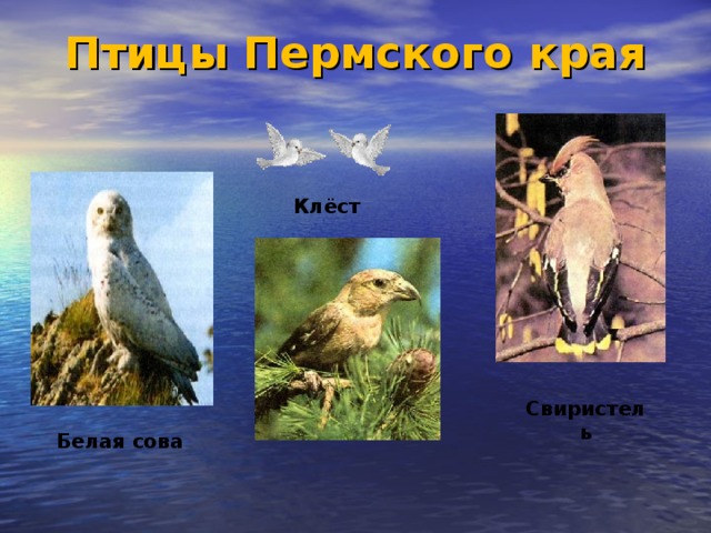 Птицы Пермского края   Клёст Свиристель Белая сова 