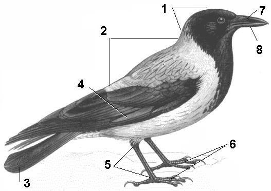 Строение вороны рисунок