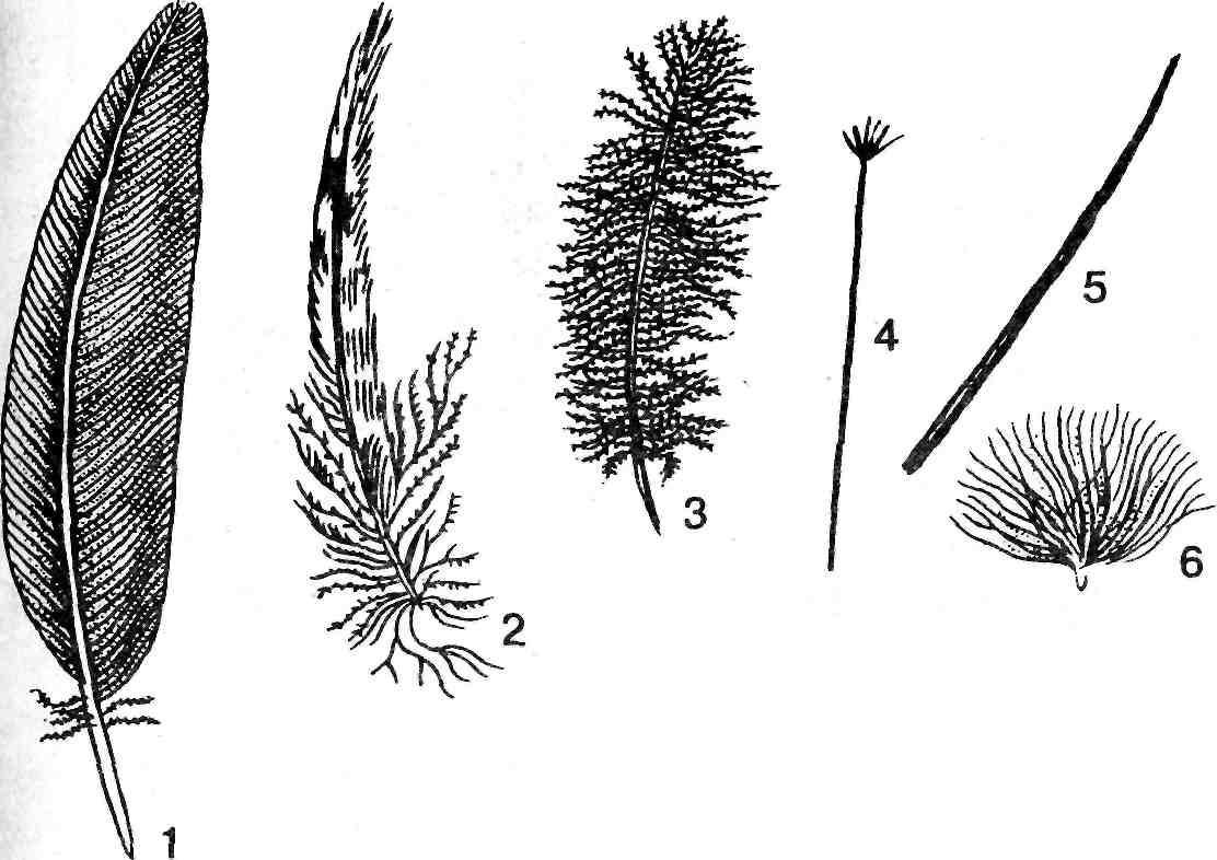 Строение контурного. Строение контурного махового пера. Строение нитевидного пера. Виды перьев. Типы перьев у птиц.