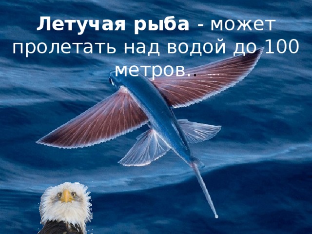 Летучая рыба - может пролетать над водой до 100 метров. . 