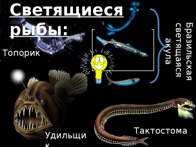 Светящиеся рыбы: Бразильская светящаяся акула Топорик Тактостома Удильщик 