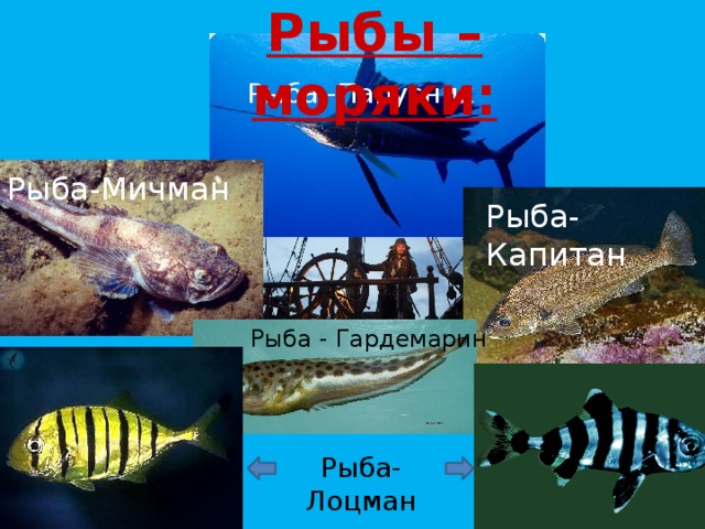 Рыбы – моряки: Рыба -Парусник Рыба-Мичман Рыба-Капитан Рыба - Гардемарин Рыба-Лоцман 