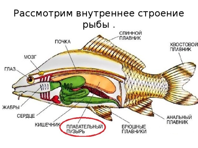 Рассмотрим внутреннее строение рыбы . 