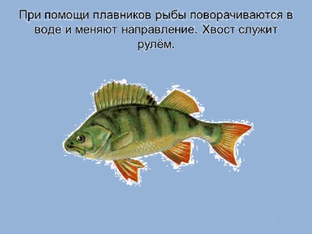 Работа плавников при движении рыбы в воде. Плавники рыб. Какие плавники есть у рыб. При помощи плавников рыбы поворачиваются в воде и меняют направление.. Зачем рыбе плавники.