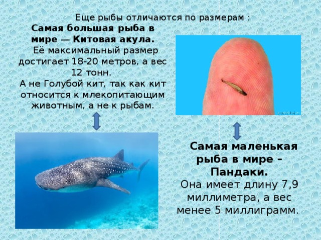 Отличие рыбы