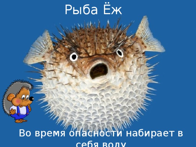 Рыба Ёж Во время опасности набирает в себя воду  и превращается в колючий шар 