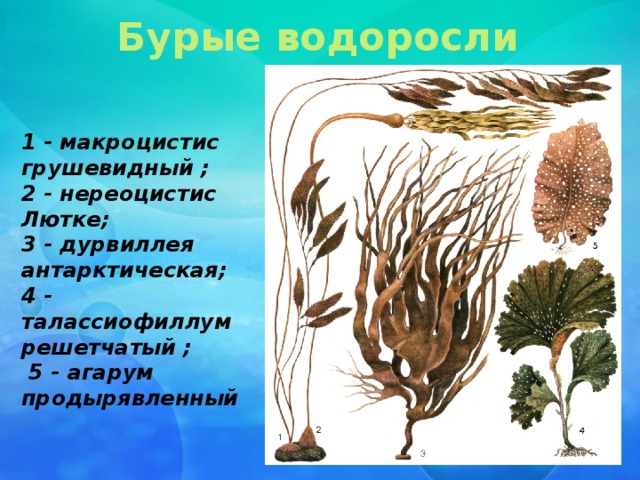 Бурые водоросли 1 - макроцистис грушевидный ; 2 - нереоцистис Лютке; 3 - дурвиллея антарктическая; 4 - талассиофиллум решетчатый ;  5 - агарум продырявленный  