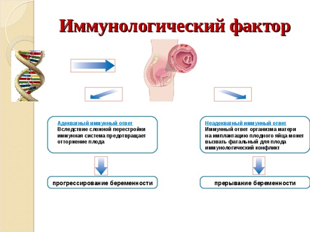 Иммунологический фактор Адекватный иммунный ответ Неадекватный иммунный ответ Вследствие сложной перестройки иммунная система предотвращает отторжение плода Иммунный ответ организма матери на имплантацию плодного яйца может вызвать фатальный для плода  иммунологический конфликт прогрессирование беременности прерывание беременности 