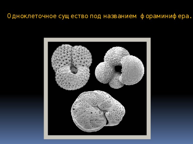 Одноклеточное существо под названием фораминифера. 