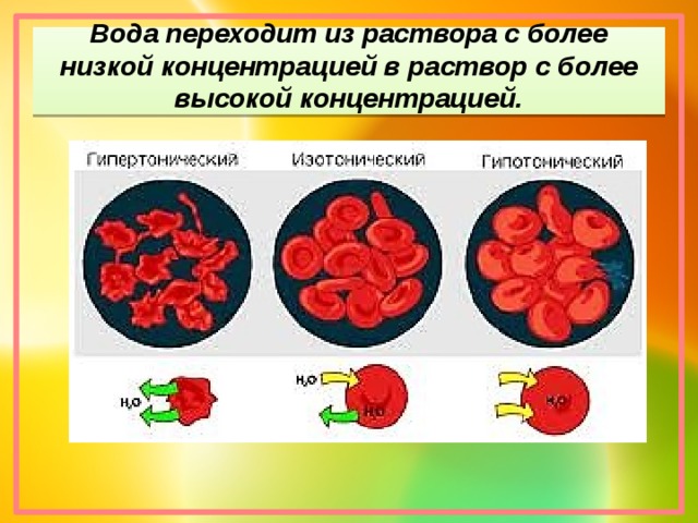 Вода переходит из раствора с более низкой концентрацией в раствор с более высокой концентрацией.