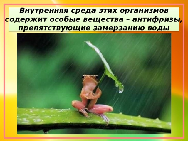 Внутренняя среда этих организмов содержит особые вещества – антифризы, препятствующие замерзанию воды