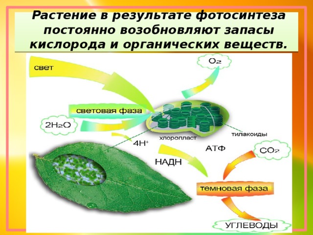 Растение в результате фотосинтеза постоянно возобновляют запасы кислорода и органических веществ.