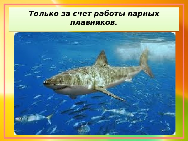 Только за счет работы парных плавников.